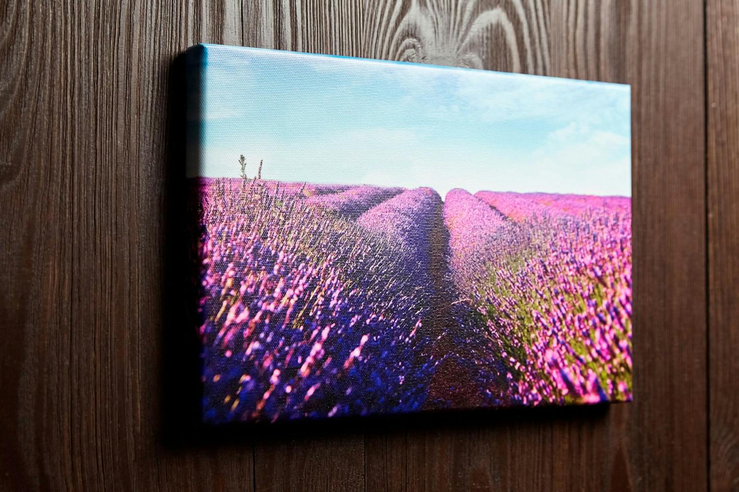 Kanvastauluksi tulostettu valokuva laventelipellosta. Kanvastauluksi tulostettu valokuva laventelipellosta.